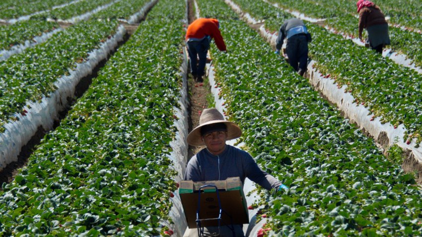 In this March 13, 2013, photo, migrant workers harvest strawberries at a farm near Oxnard, California. A mess with no easy fix: American crops going unpicked — it’s backbreaking work Americans won’t touch — and poor migrants in need of work are shying away for fear of being abused.